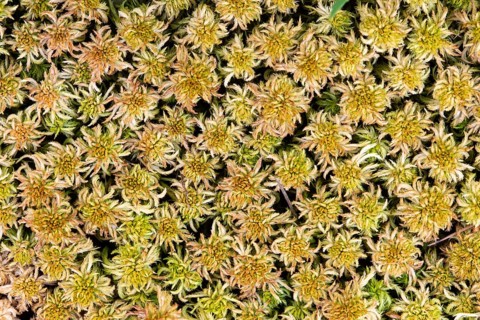 Peat moss