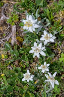 Alpine edelweiss