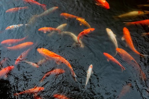 Cyprinid