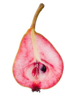 Pear variety Westphalian Blood Pear