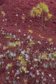 Young canary island pine