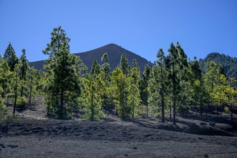 Canary island pine