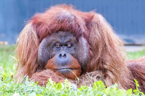 Bornean orangutan