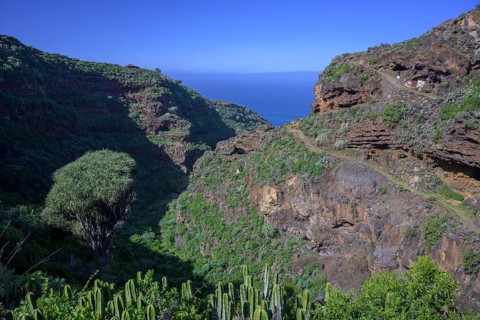 Canary canary islands dragon tree