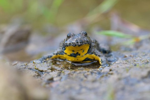 Yellow-bellied toad