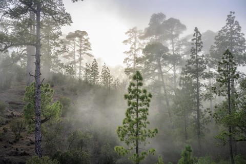 Clouds of mist drift over the forest of Canary Island canary island pine