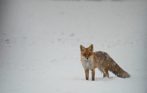 Red fox