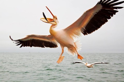 Great white pelican