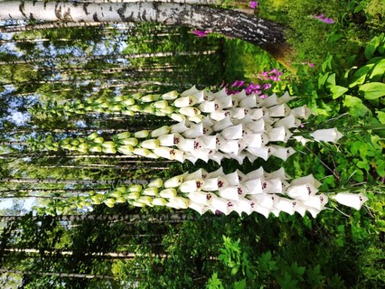 White common foxglove