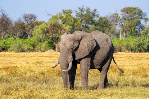 African elephant