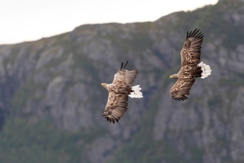 White-tailed eagle