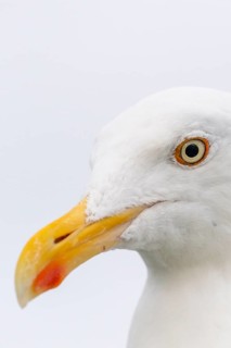 European herring gull