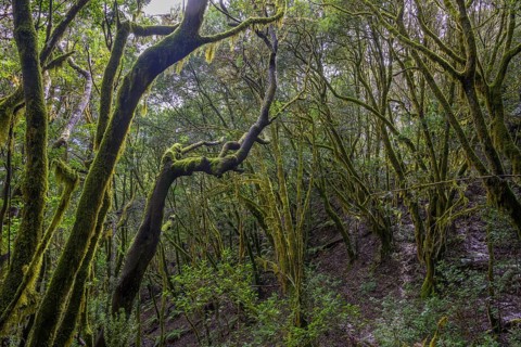 Laurel forest near El Cedro