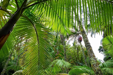 Tree ferns
