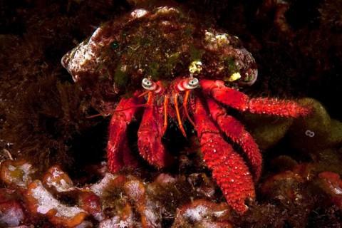 Striated hermit crab