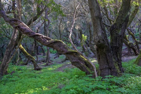 Hiking through forest at