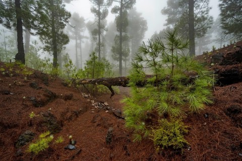 Canary island pine