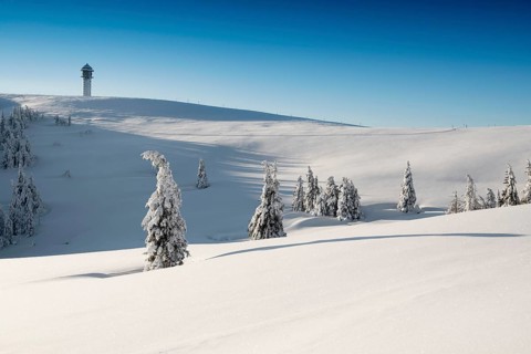 Snow-covered spruces
