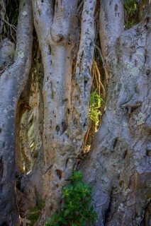 Canary canary islands dragon tree