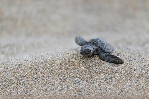Loggerhead sea turtle