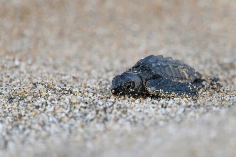 Loggerhead sea turtle