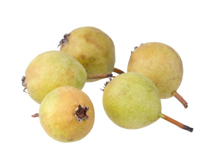 Pear Variety Norman Cider Pear