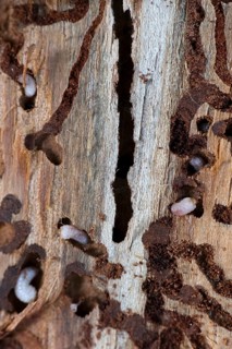 European spruce bark beetle