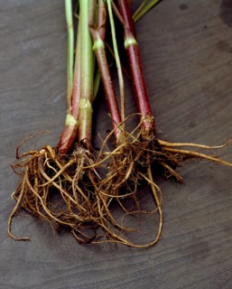 Baldiran valerian