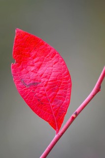 Red leaf of forest blueberry