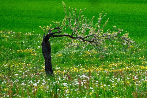 Bent tree with blossoms