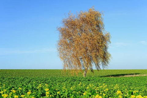 Birch