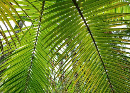 Tree ferns