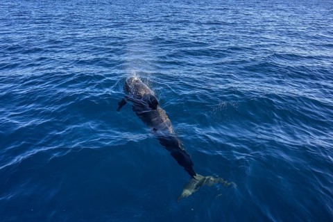 Long-finned pilot whale