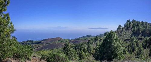 Canary island pine