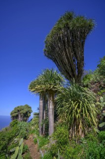 Canary canary islands dragon tree