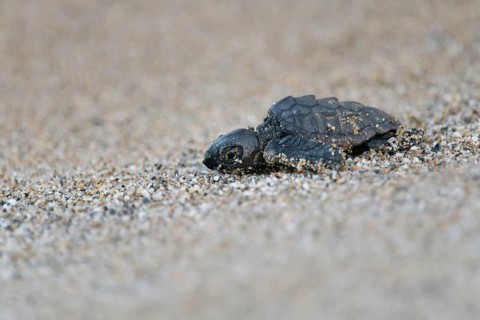 Loggerhead sea turtle
