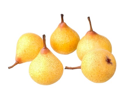Pear variety Kirchensaller Mostbirne