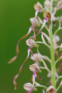 Lizard orchid
