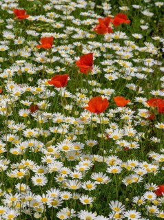 Flowering poppy and daisy field