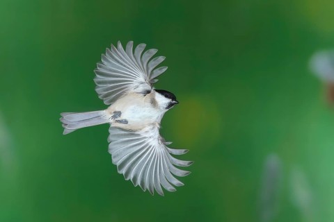 Willow tit