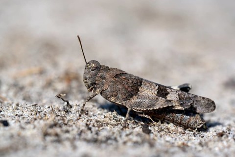 Blue-winged grasshopper
