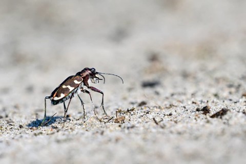 Dune Sand Beetle