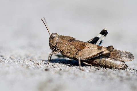 Blue-winged grasshopper