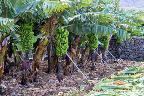 Banana plantation Banana tree
