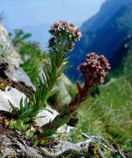 Common houseleek Semperv tectorum