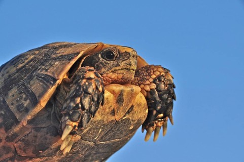 Andalusian hermann's tortoise