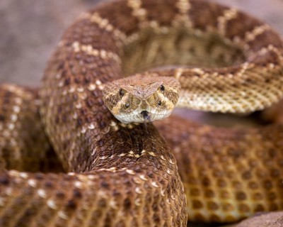 Western diamondback rattlesnake