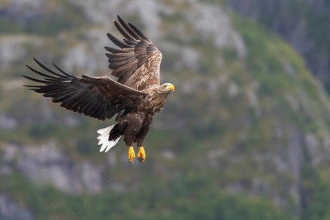 White-tailed eagle