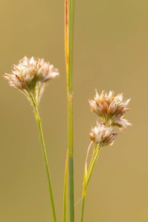 White beak-sedge