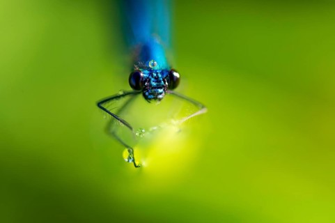 Banded demoiselle